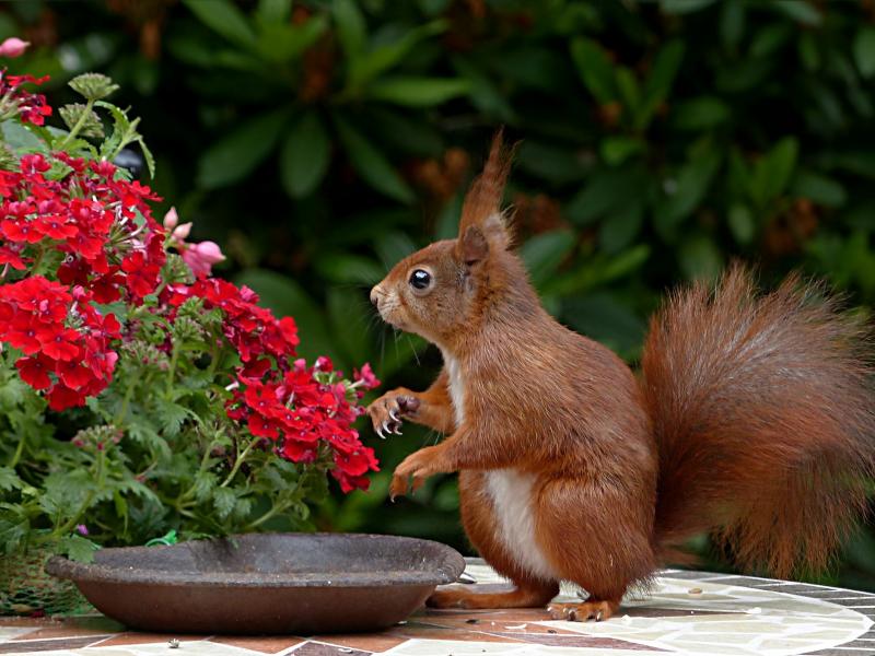 Chipmunk